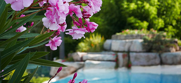 Pool landscaping includes trees, shrubs, ground cover, and hardscapes.