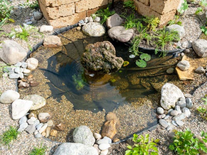 New garden pond with pebbles and fresh plants